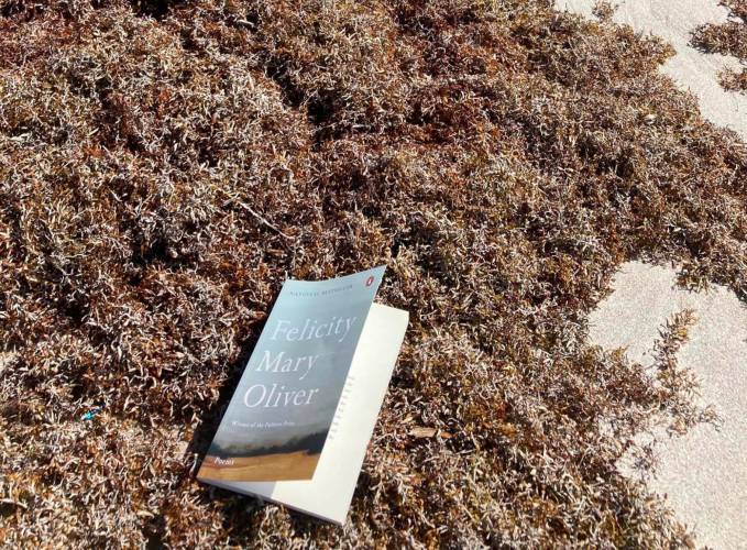 Foto: Il mare nelle poesie di Mary Oliver: I go down to the shore